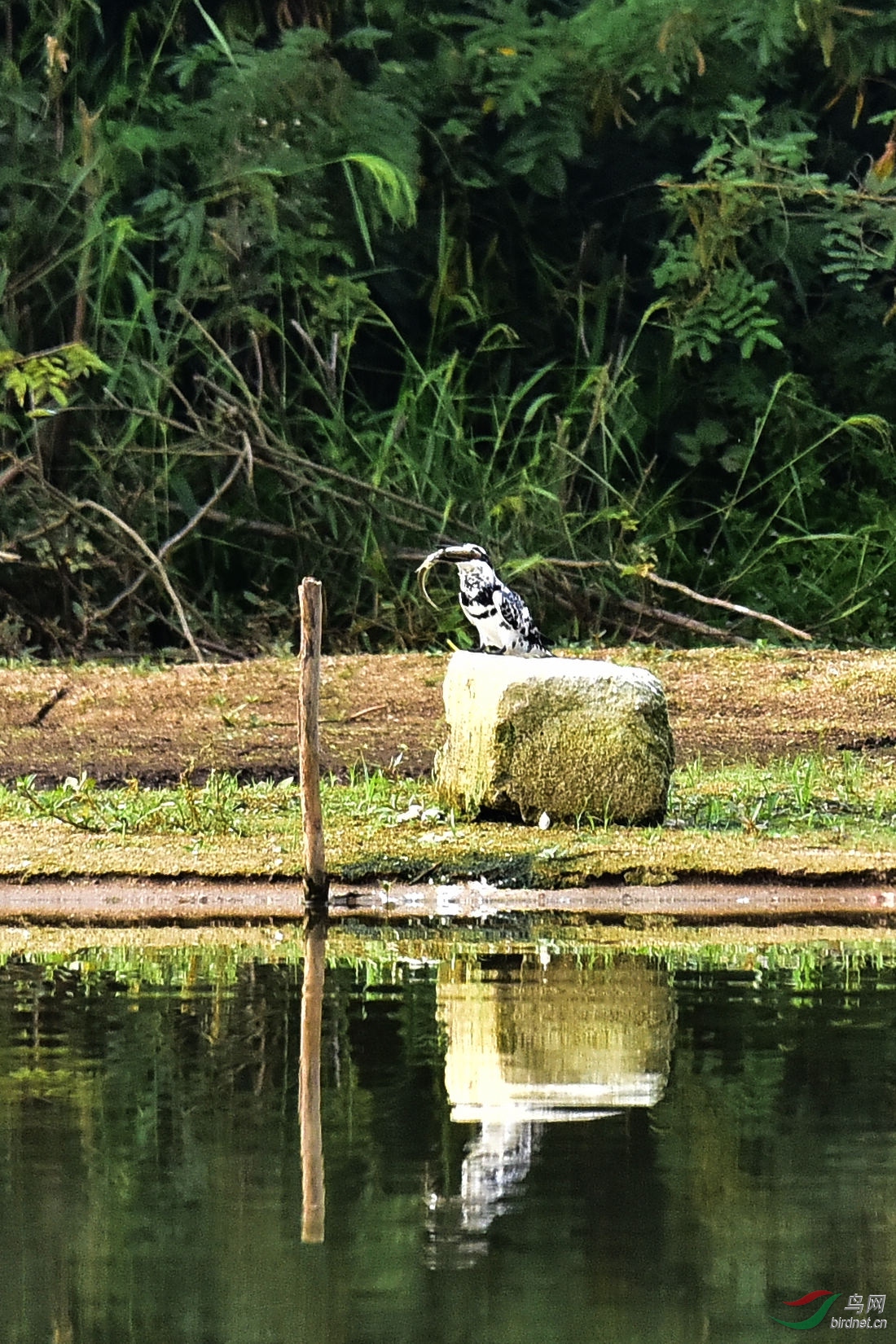 DSC_0708.JPG