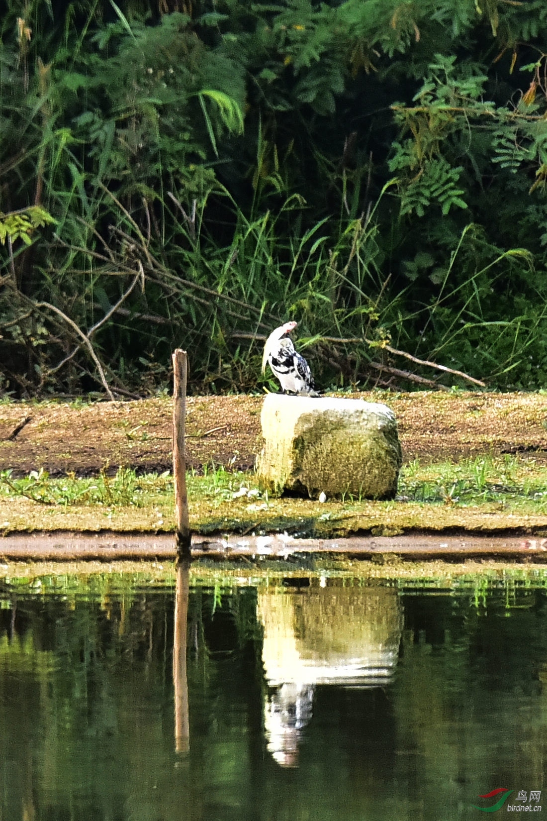 DSC_0709.JPG