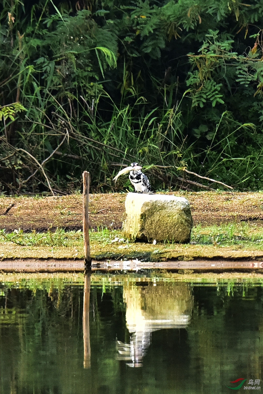 DSC_0710.JPG