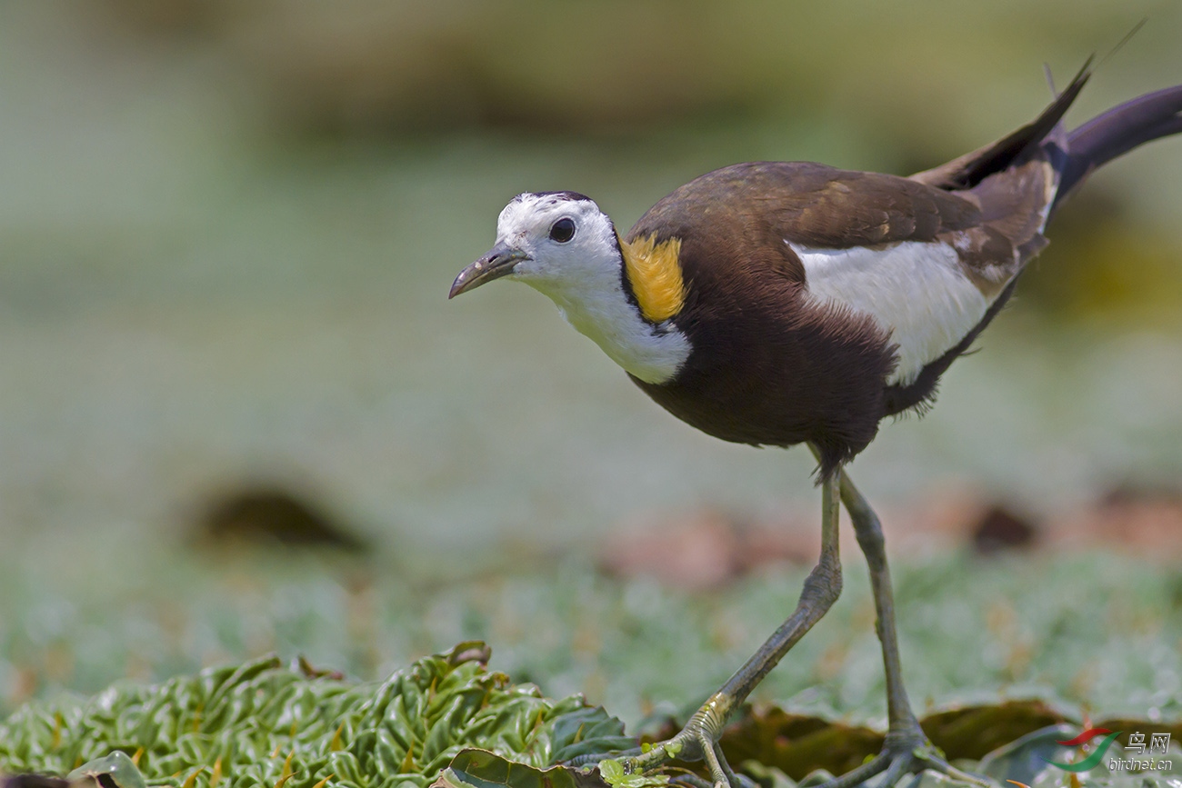 气质--2 - 湖南版 hunan 鸟网