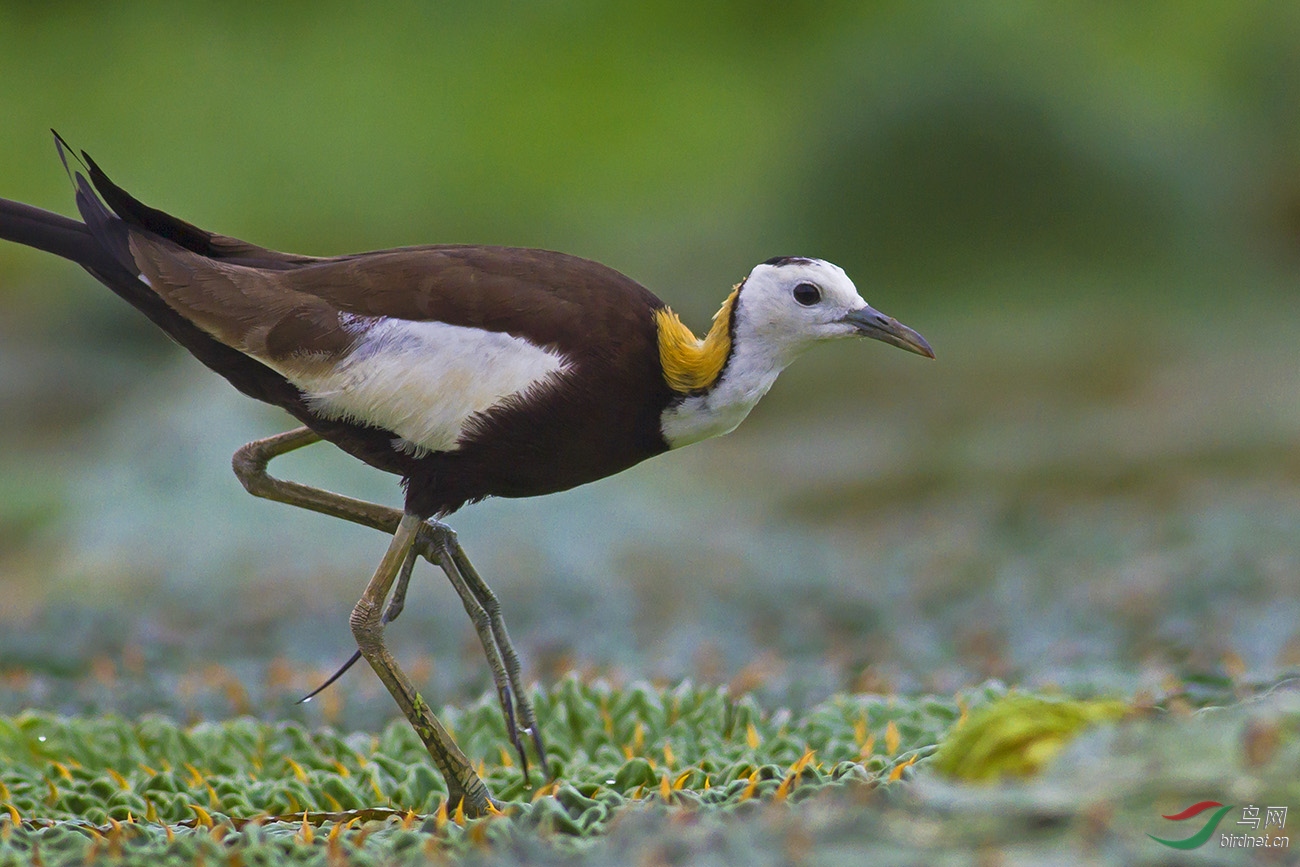 气质--2 - 湖南版 hunan 鸟网