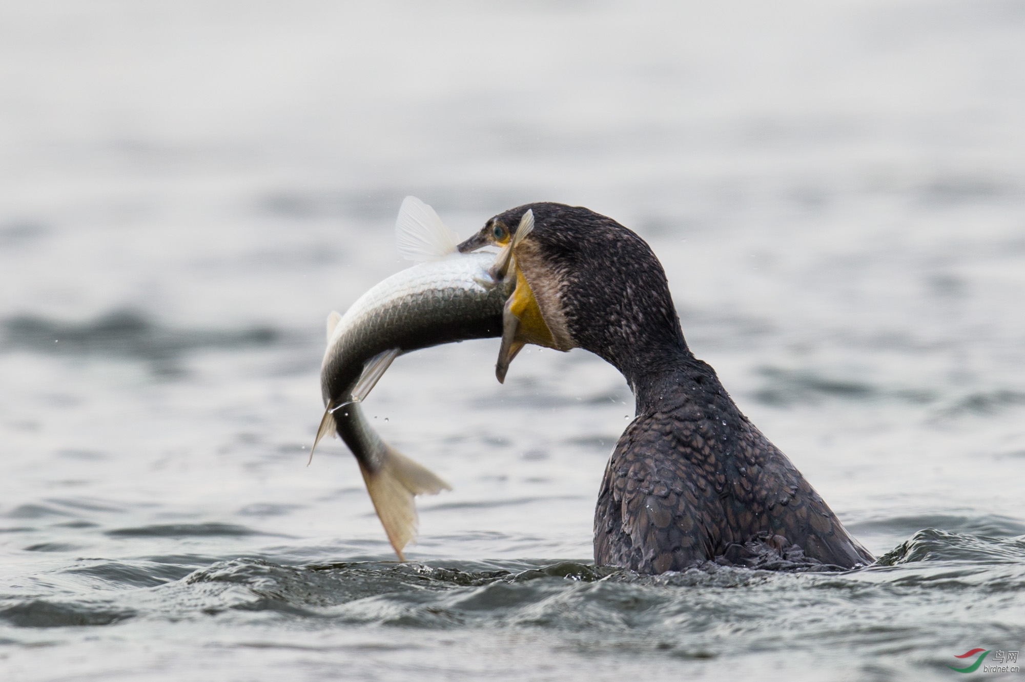 吞鱼- 拍鸟线路 鸟网