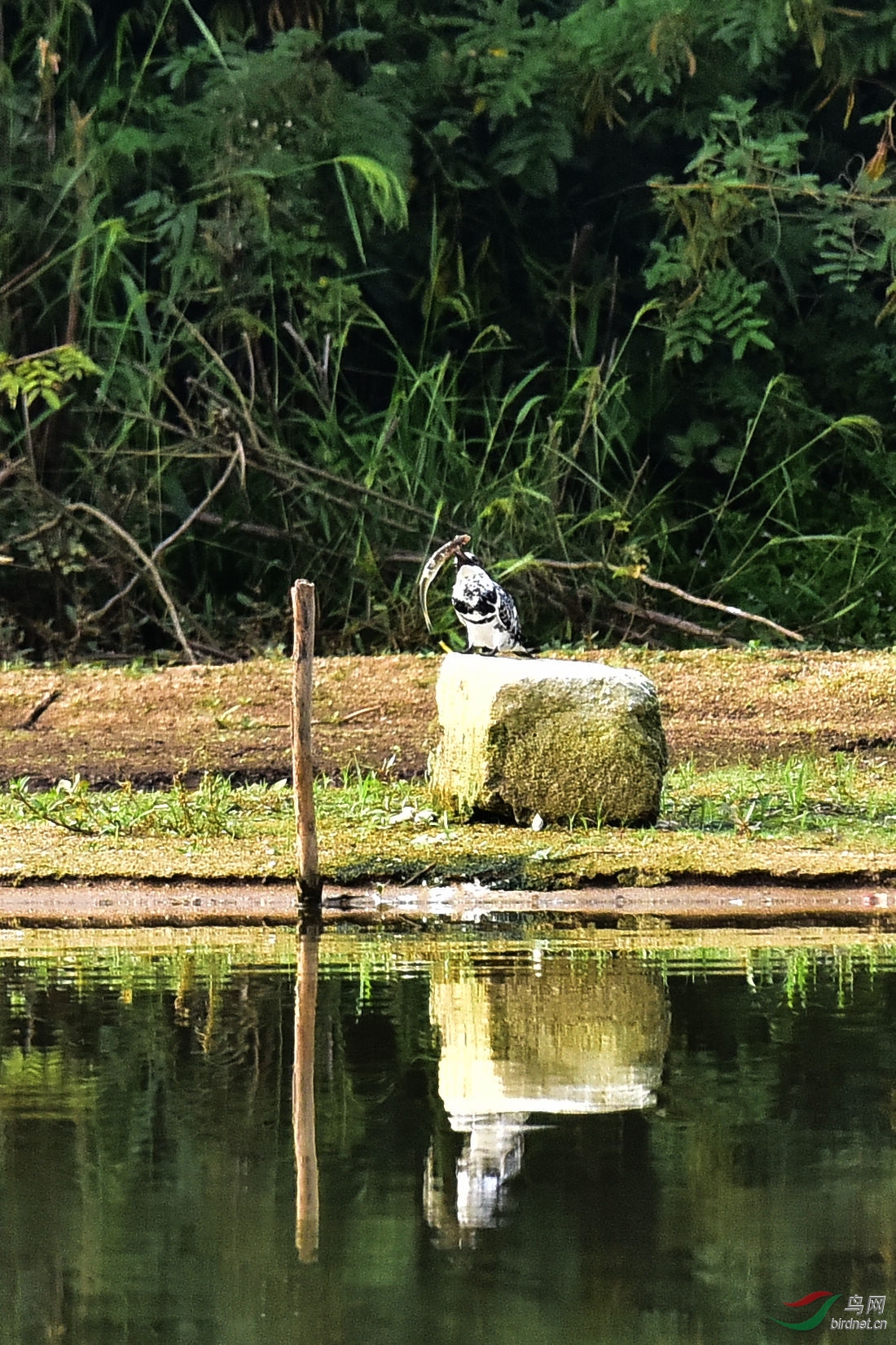 DSC_0729.JPG