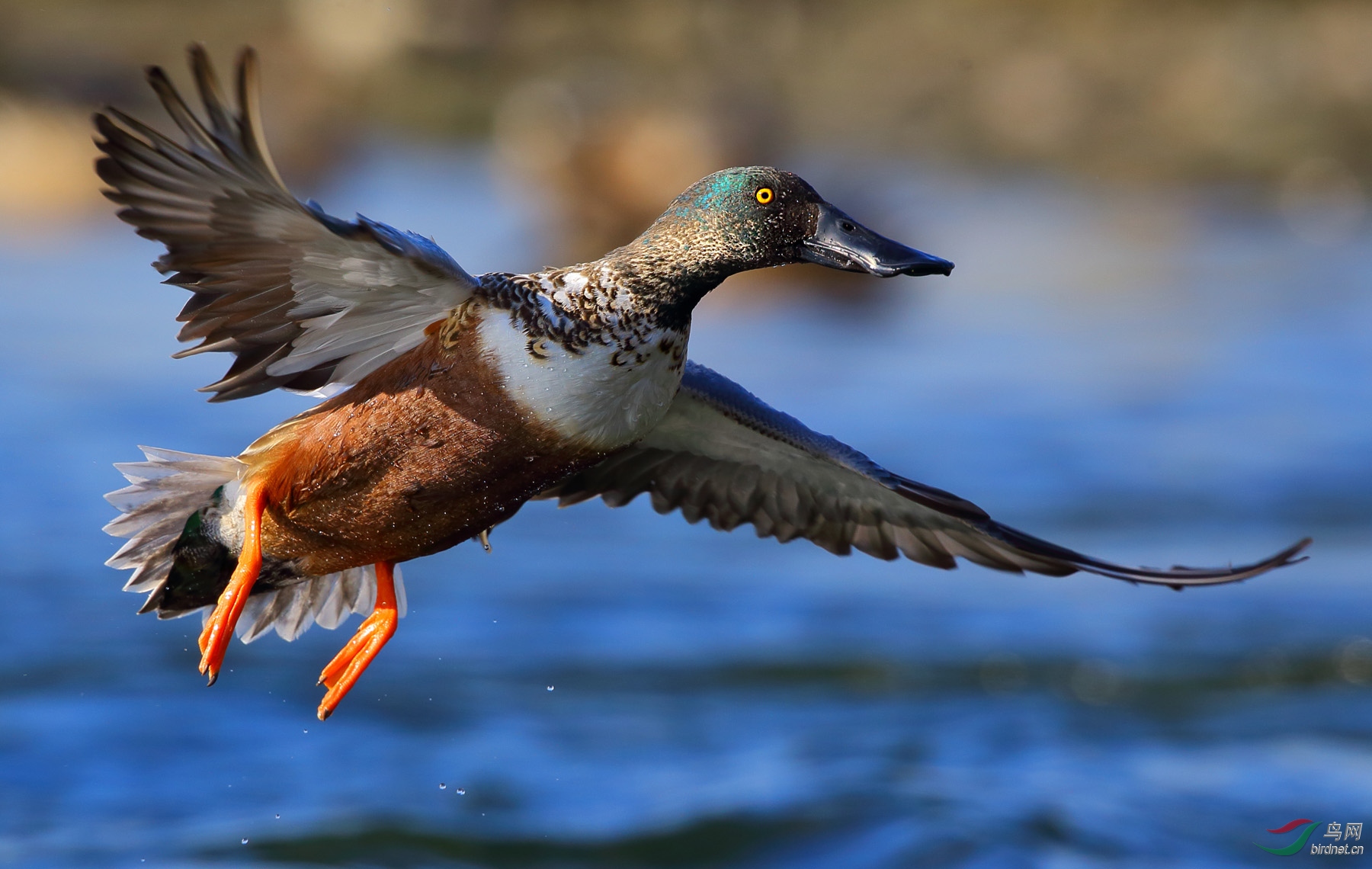 展翅飞行的琵嘴鸭