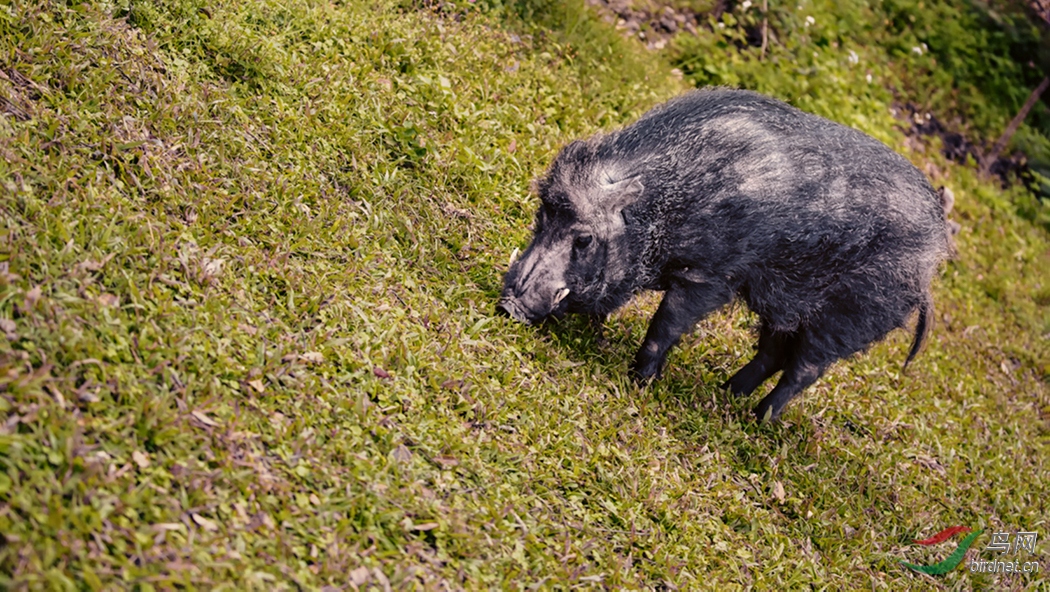 觅食的野猪