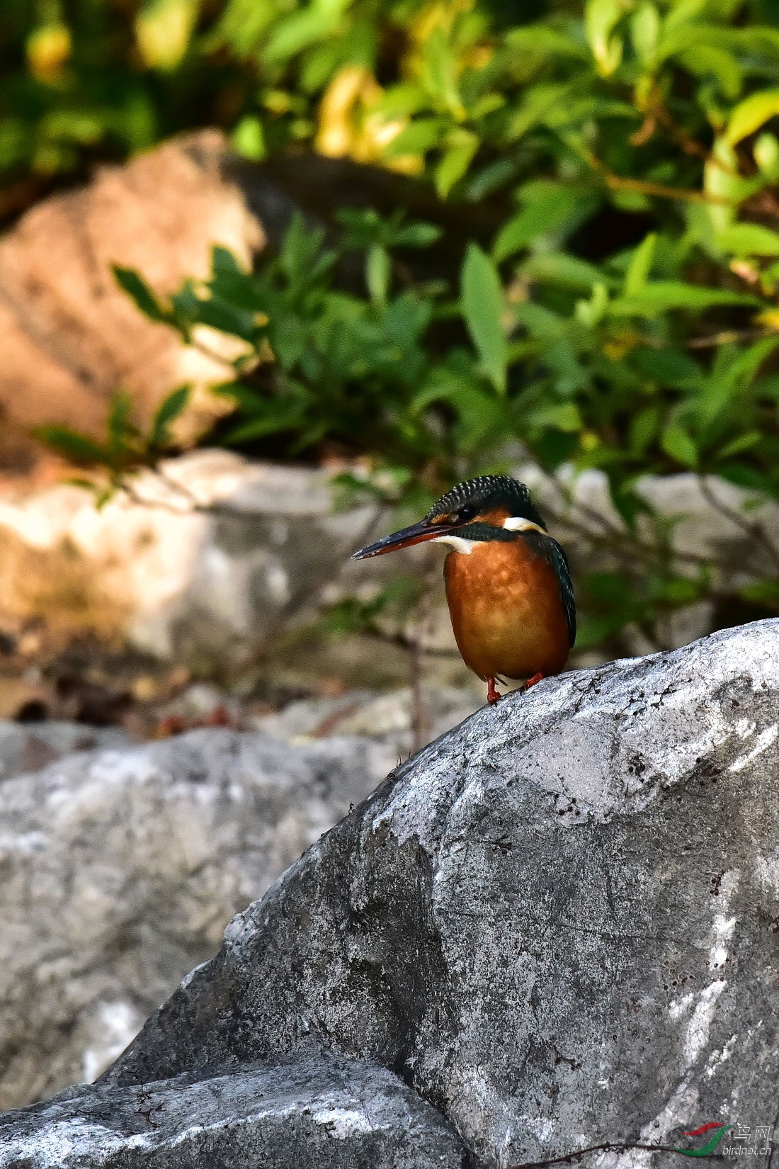 DSC_0737.JPG