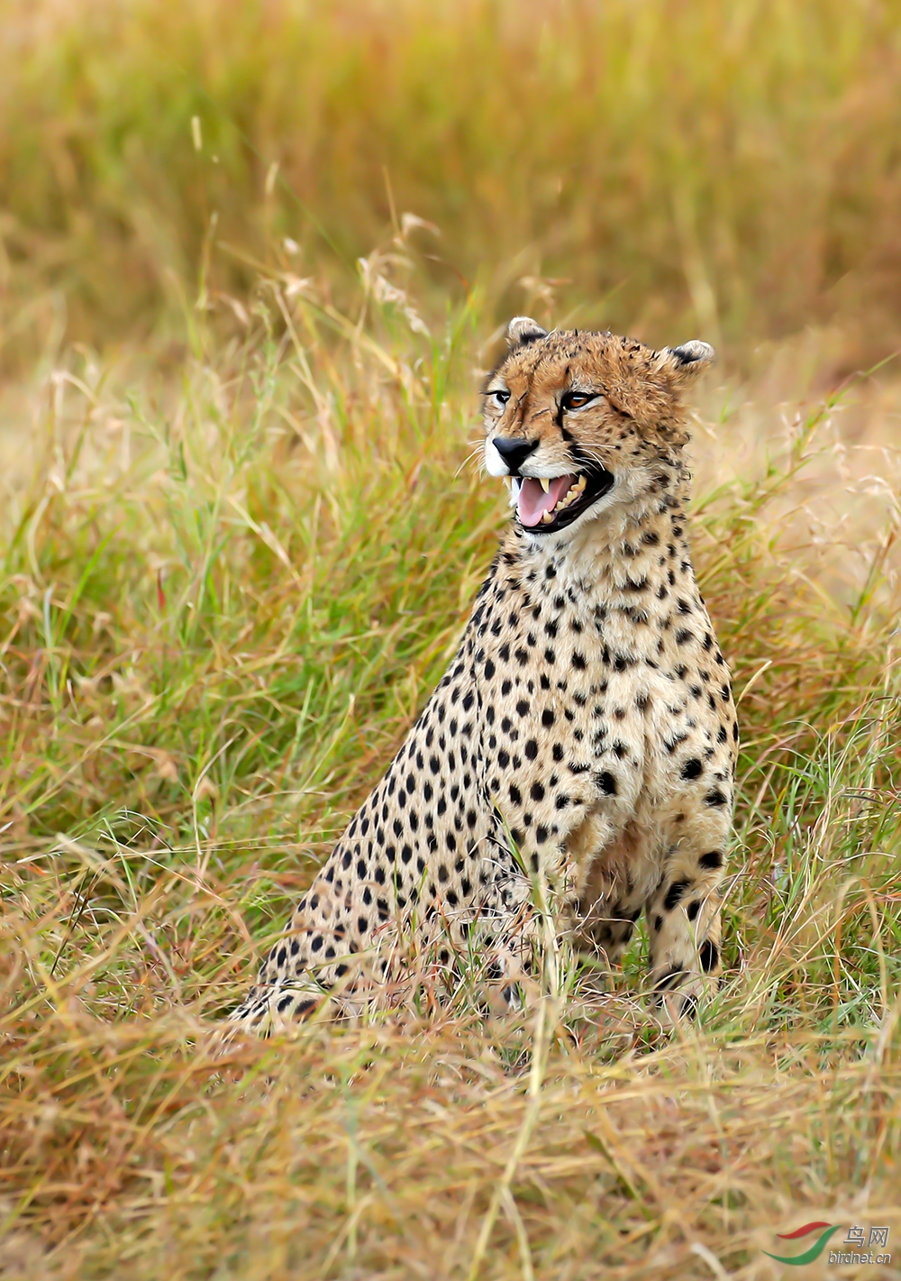 南非野生动物初探