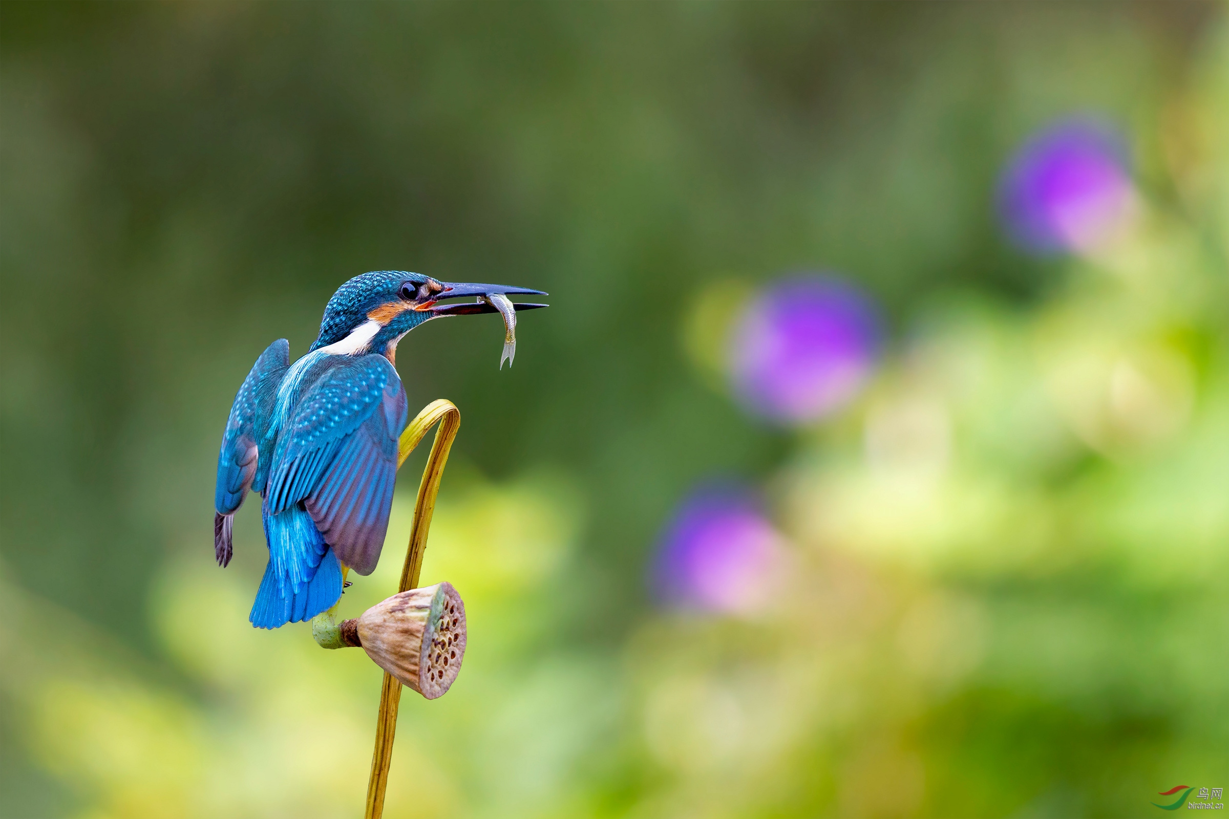 《小有斩获》普通翠鸟