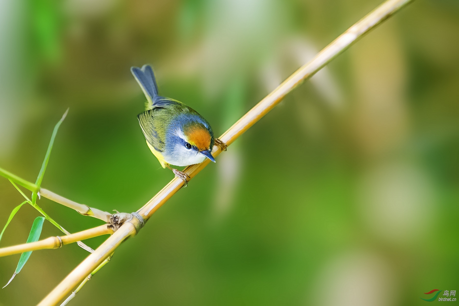 林鸟小不点栗头织叶莺