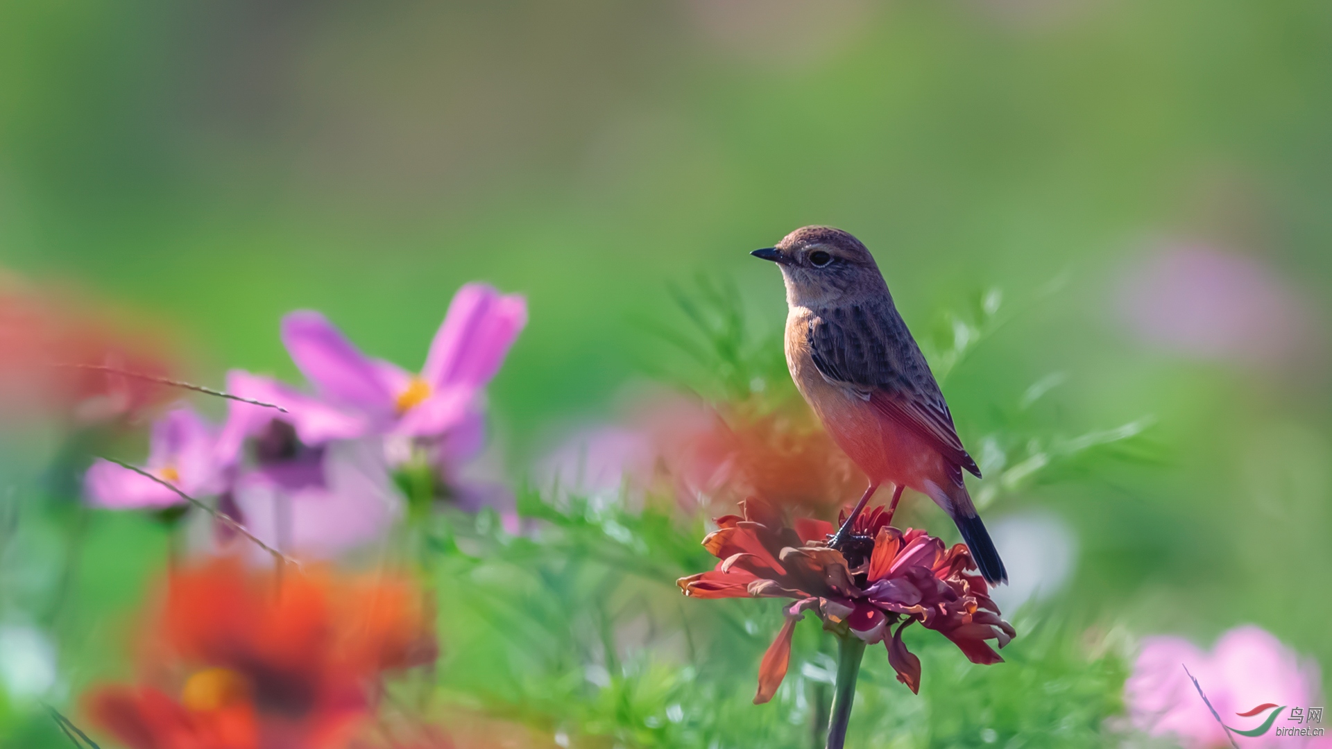 花鳥圖【榮獲首頁鳥類精華】