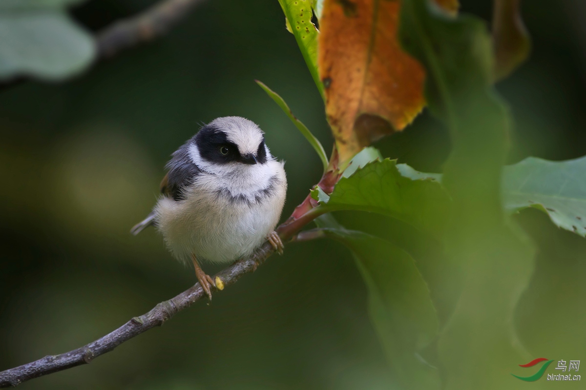 萌萌的红头长尾山雀亚成