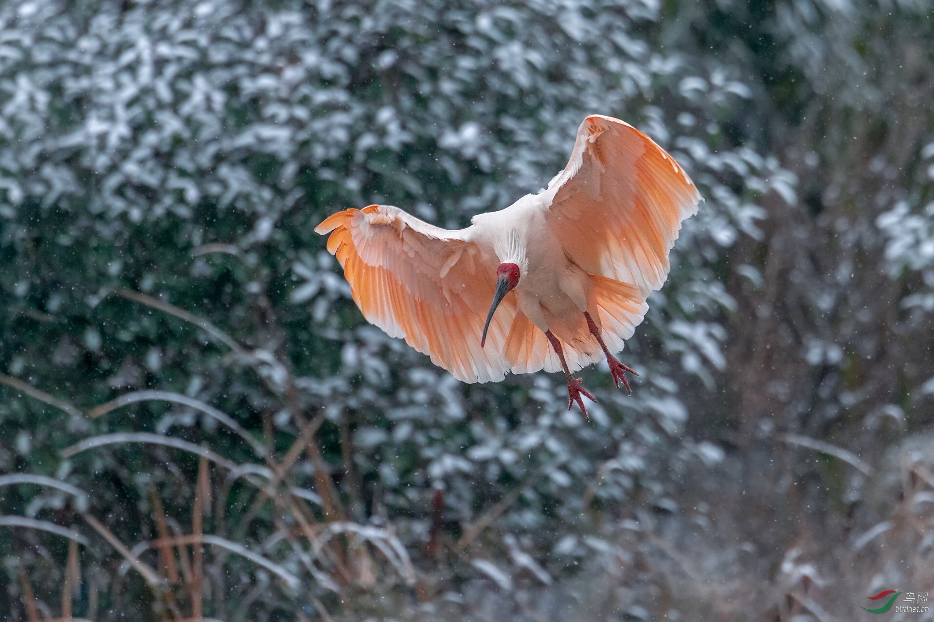 不畏艱難迎風雪