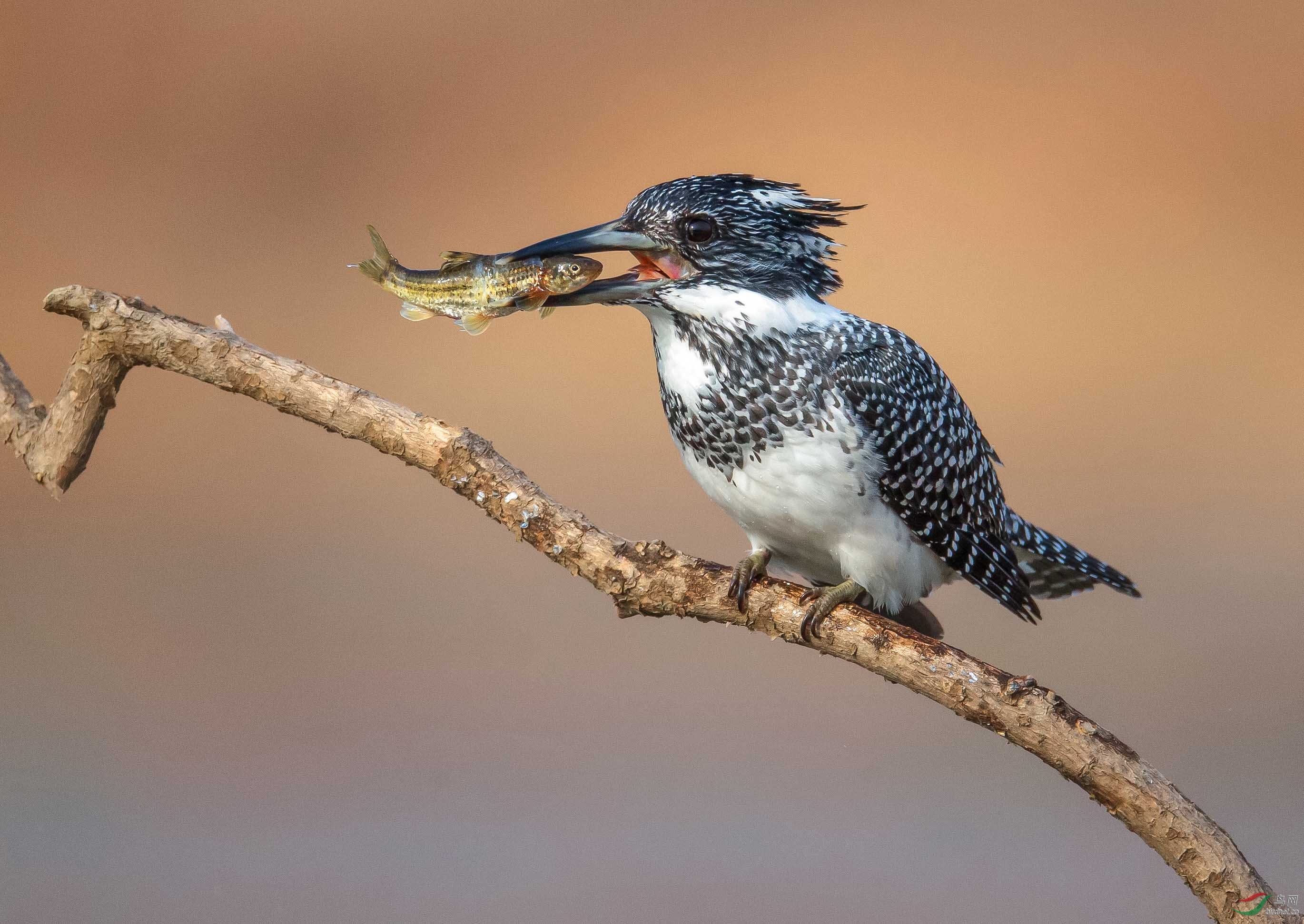 《舌尖梦圆》--------斑鱼狗