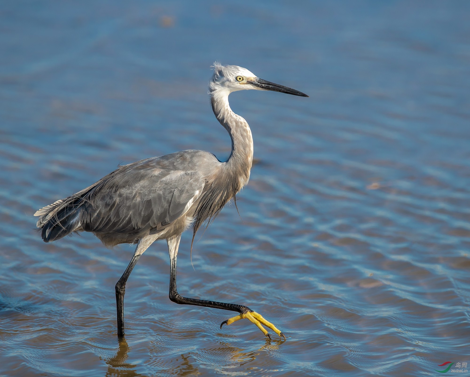 2018北戴河湿地灰白鹭合集