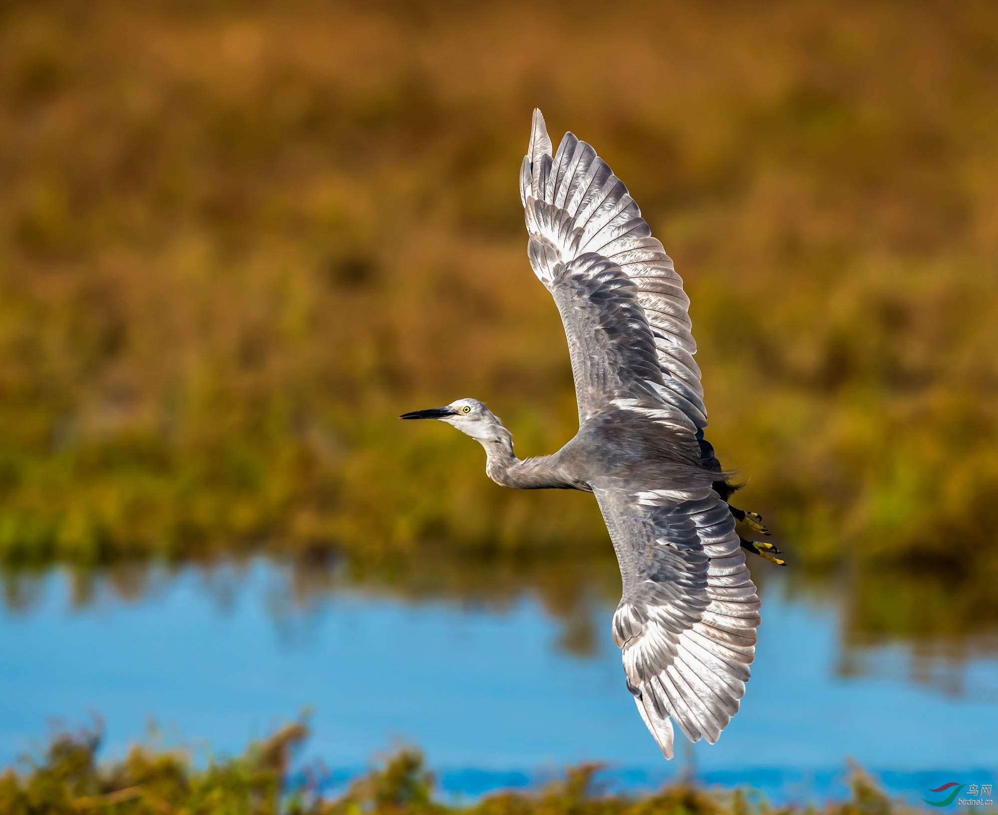 2018北戴河湿地灰白鹭合集