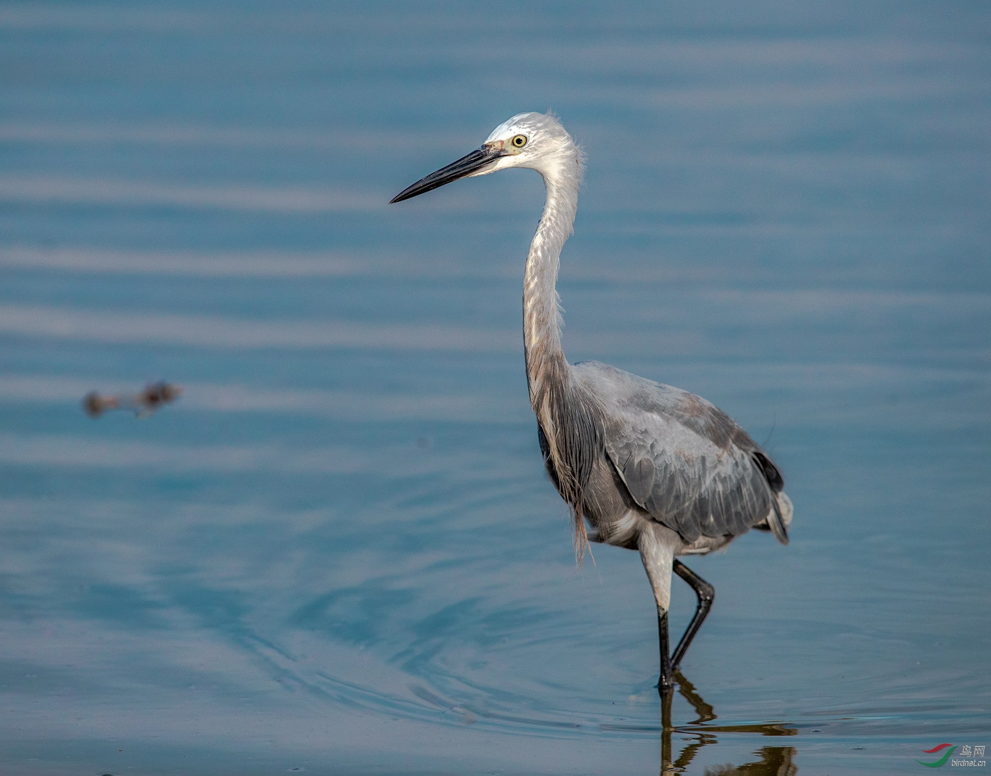 2018北戴河湿地灰白鹭合集