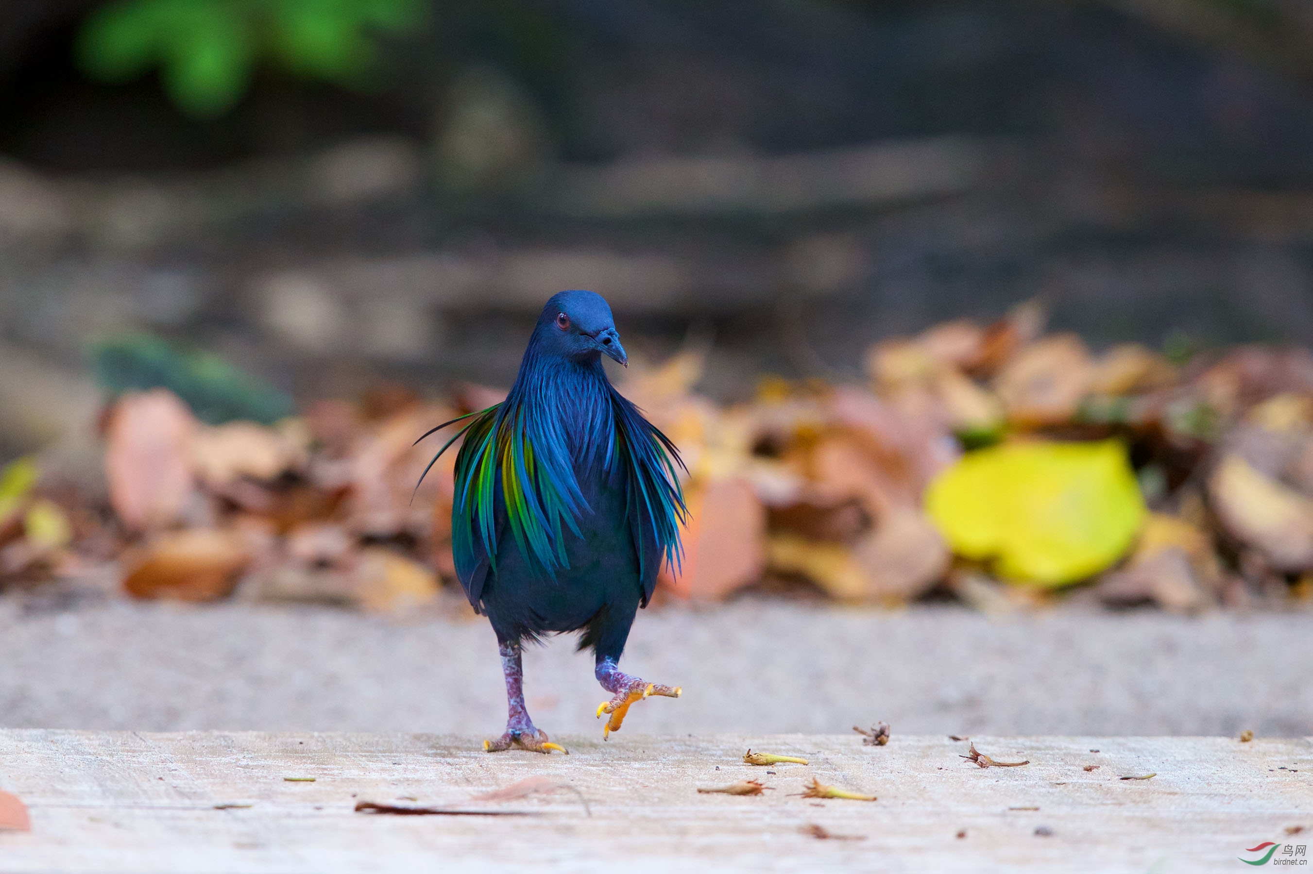 大步迈向2019!尼柯巴鸠