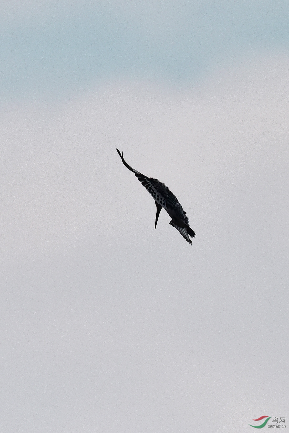 DSC_0764.JPG
