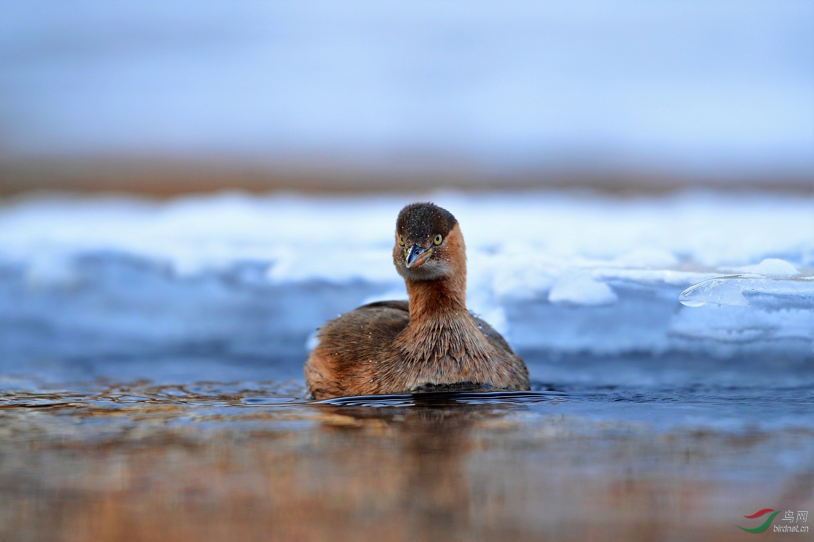 小鸊鷉 - 辽宁版 liaoning 鸟网