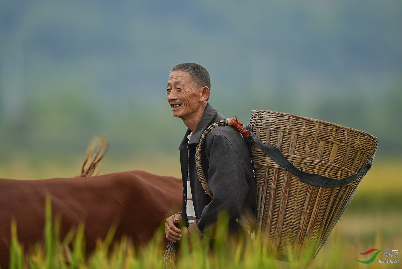 放牛老汉 - 尼康专栏 鸟网