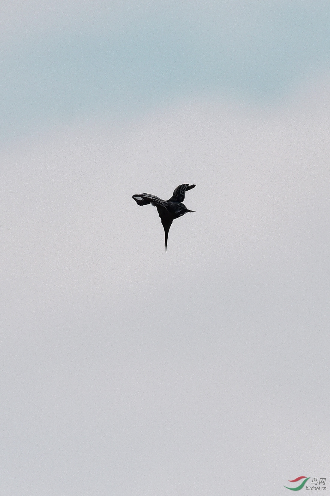 DSC_0775.JPG
