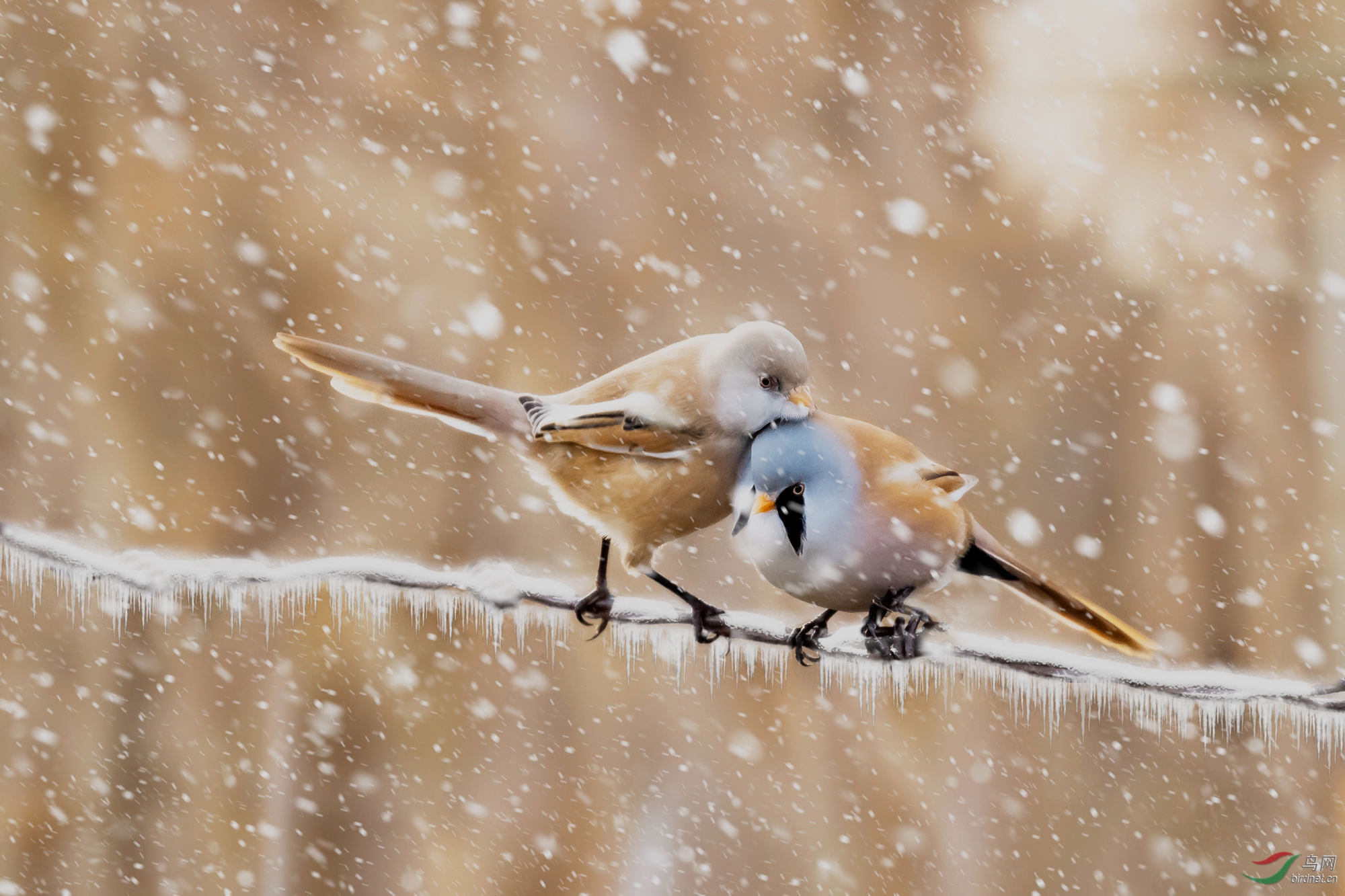 风雪相依偎 - 拍鸟线路 鸟网