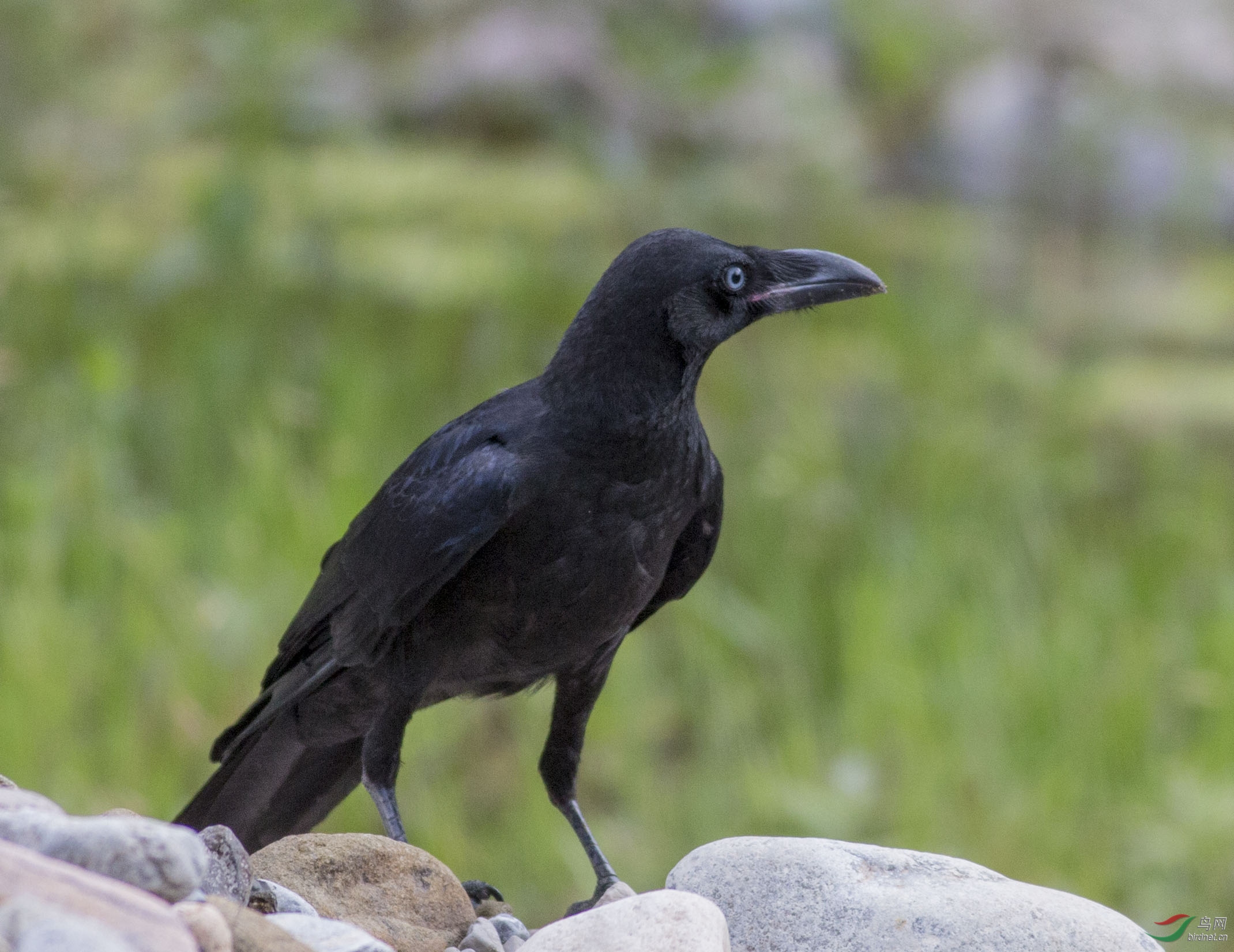 向各位老师请教白眼睛这是大嘴乌鸦吗