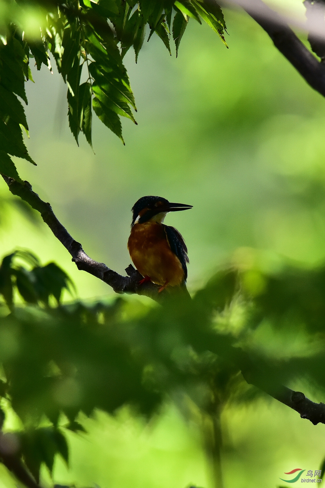 DSC_0784.JPG