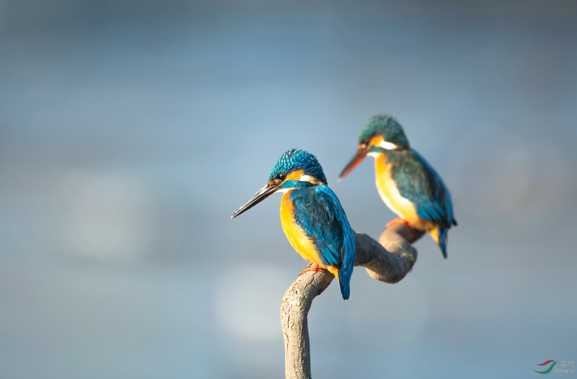 重影- 河南版 henan 鸟网