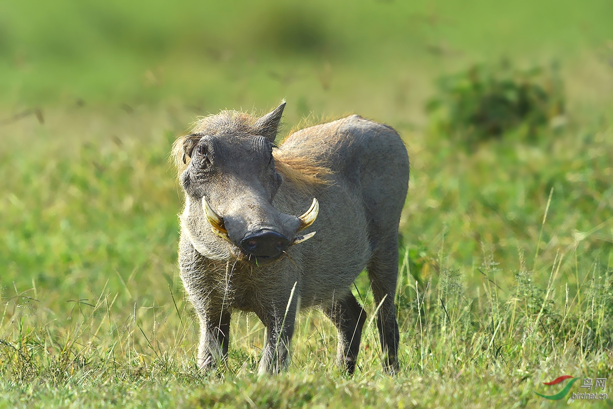 青面獠牙----疣猪 - 广东版 guangdong 鸟网
