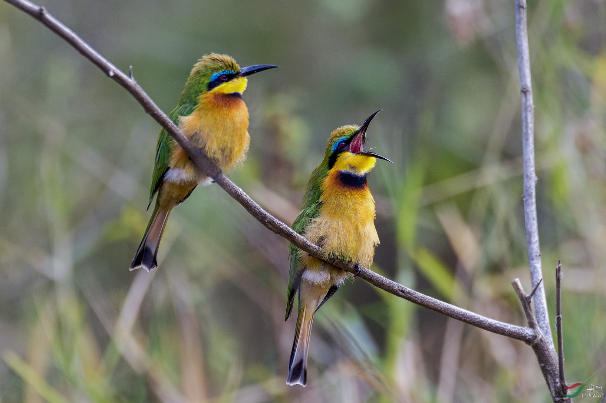 小蜂虎非洲特有的蜂虎