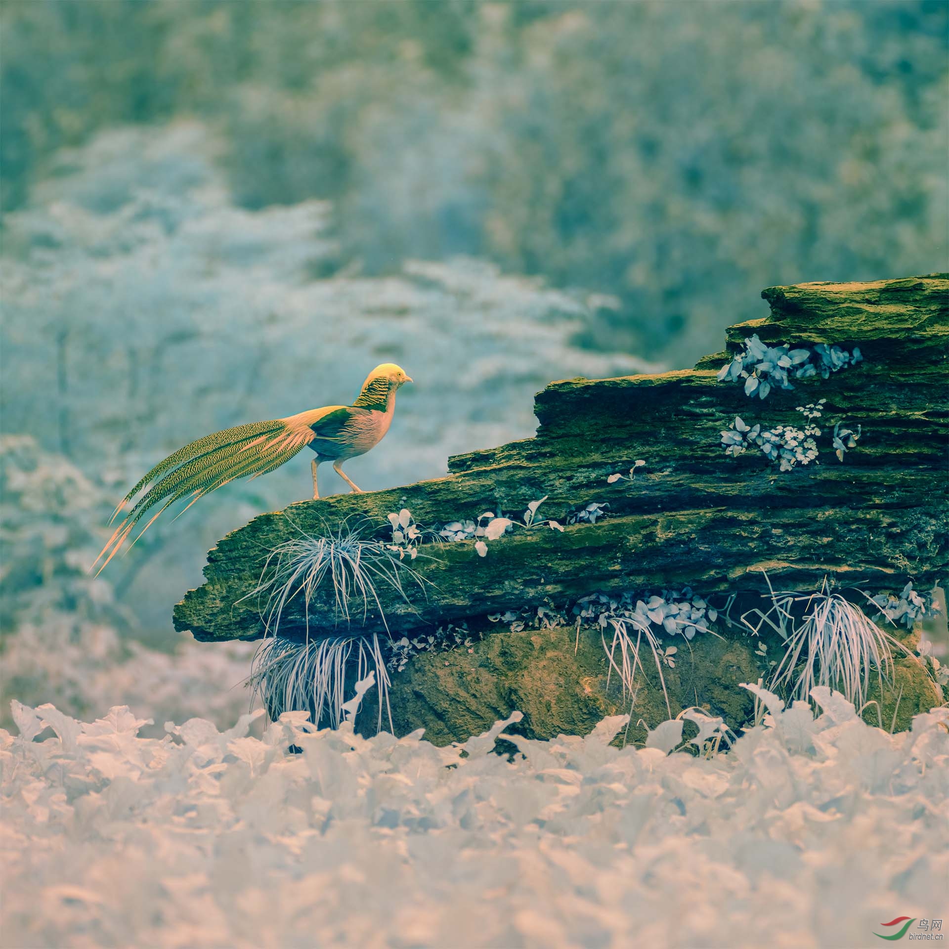 ����һ���츹���������⣩