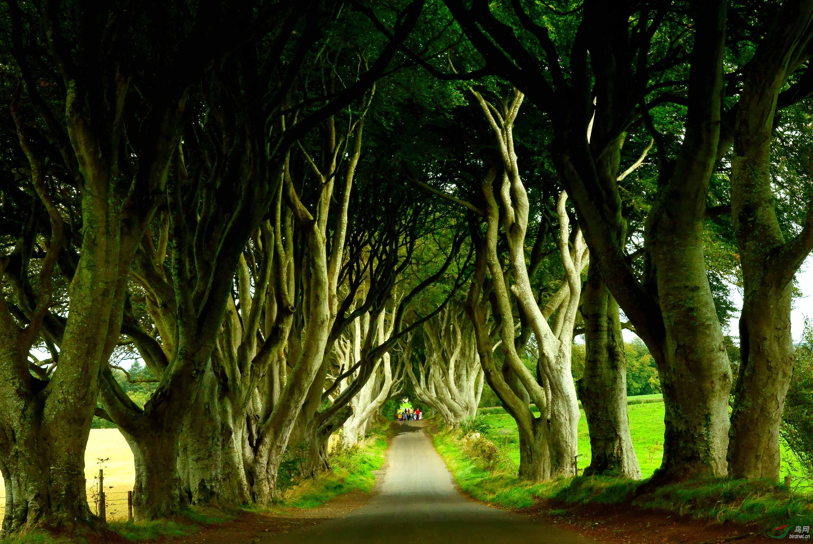 黑暗树篱 - 地理风光版 鸟网