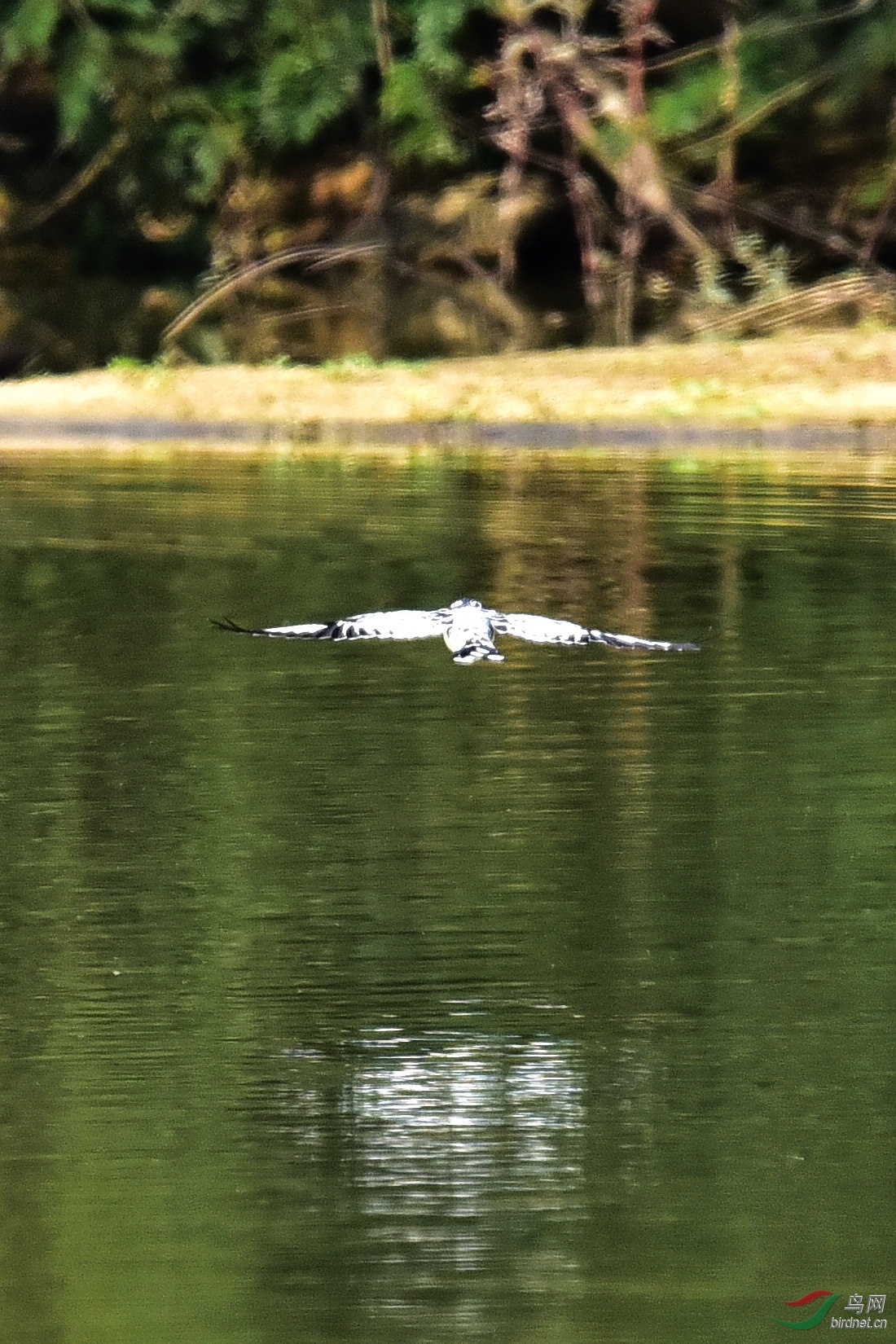DSC_0798.JPG