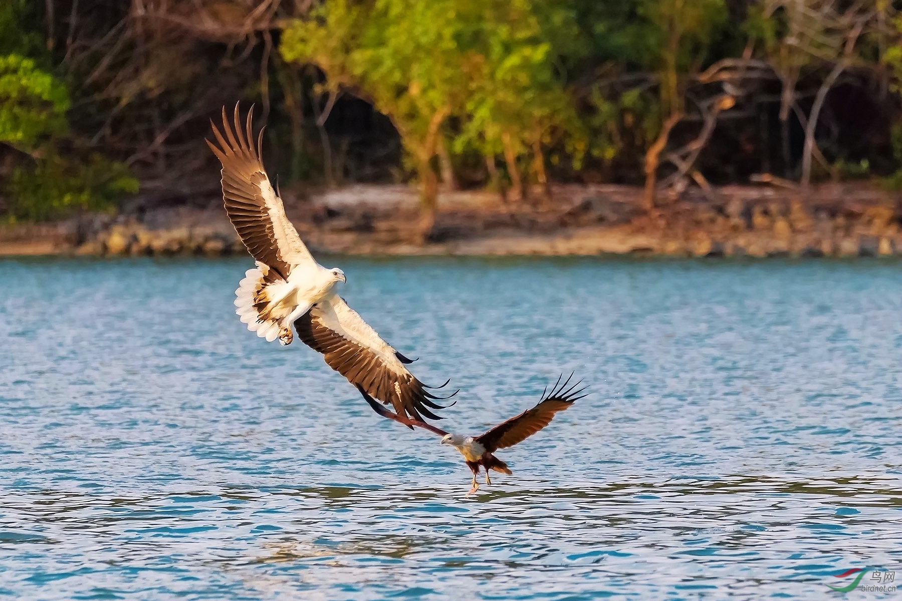 一雕一鸢——翩翩起舞