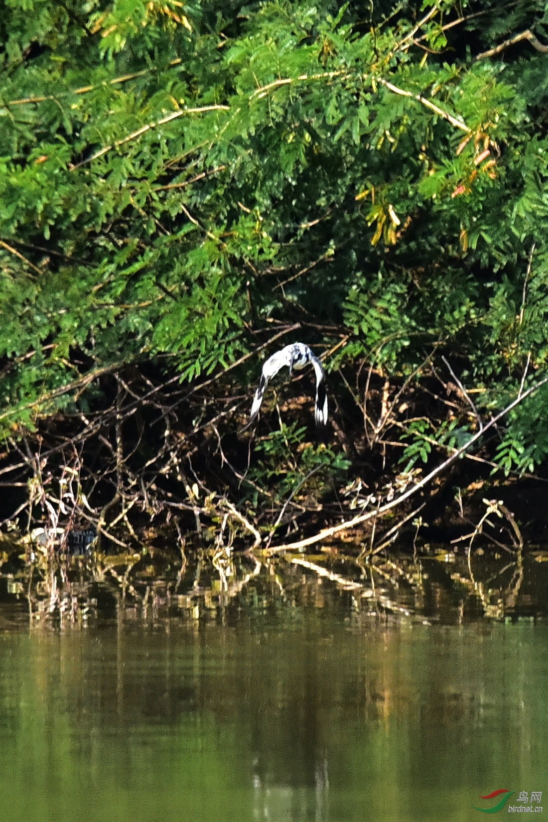 DSC_0811.JPG