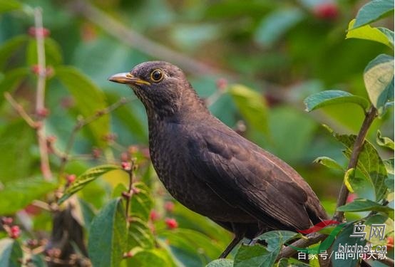 鳥的小知識:歌聲嘹亮的烏鶇,大家想認識一下嗎?