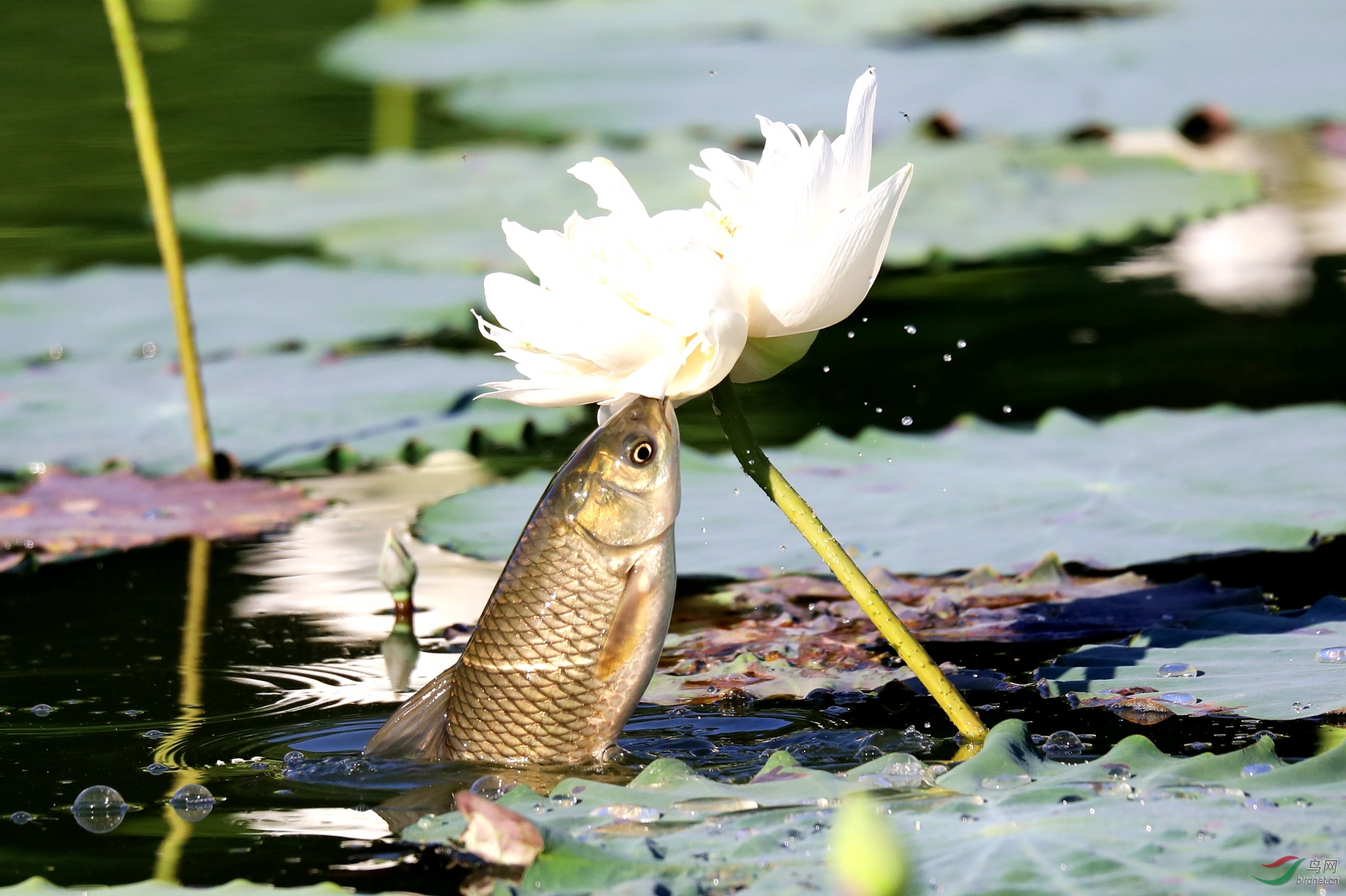 新年快乐连年有鱼