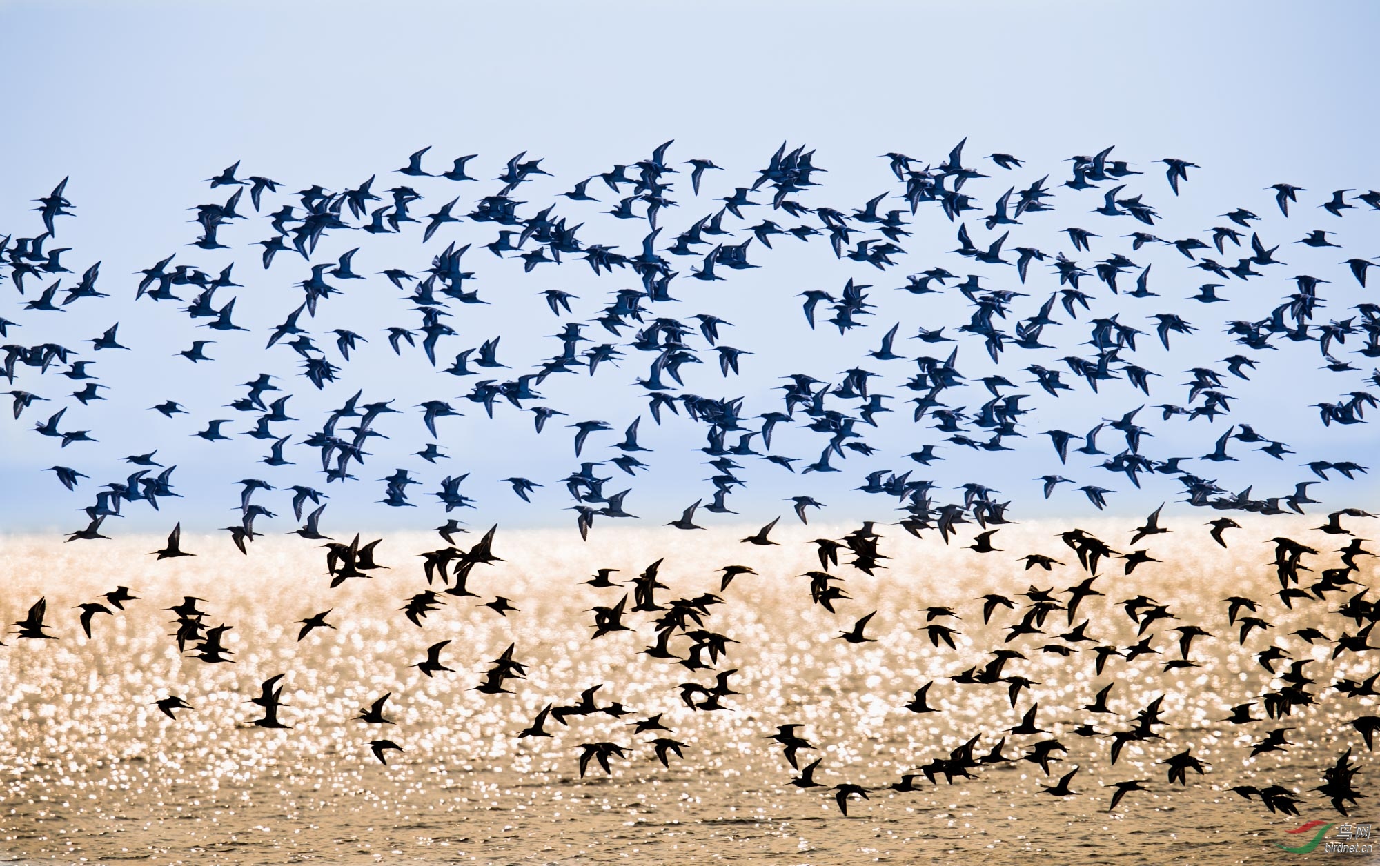 群鸟飞舞迎新年