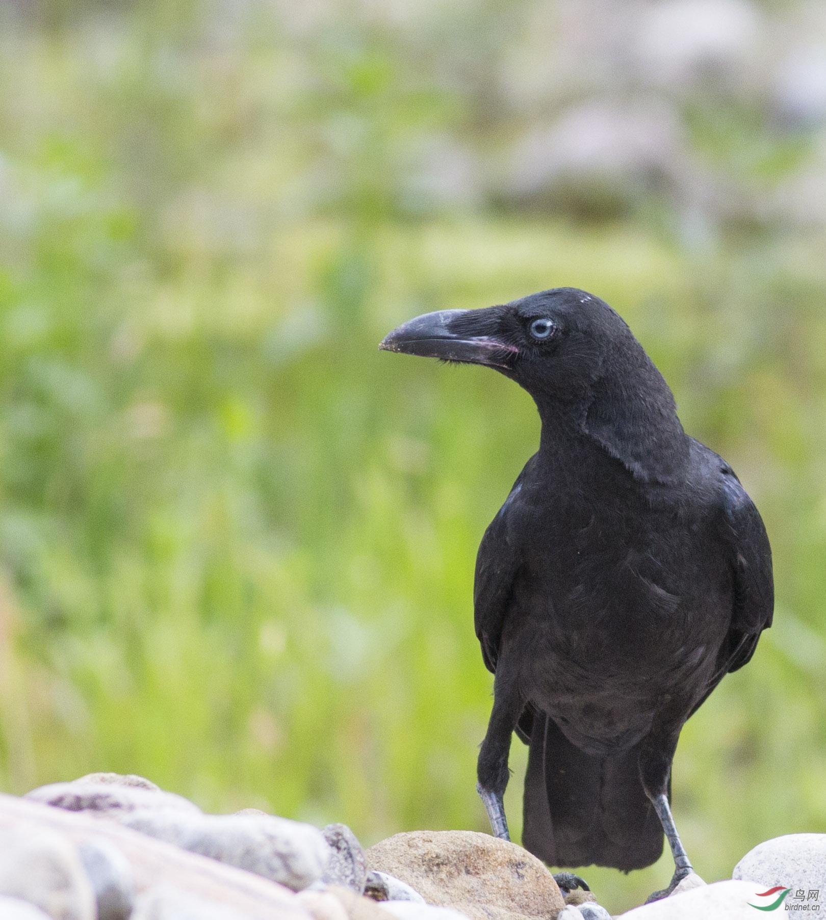 再上白眼睛乌鸦,请各位老师指教!