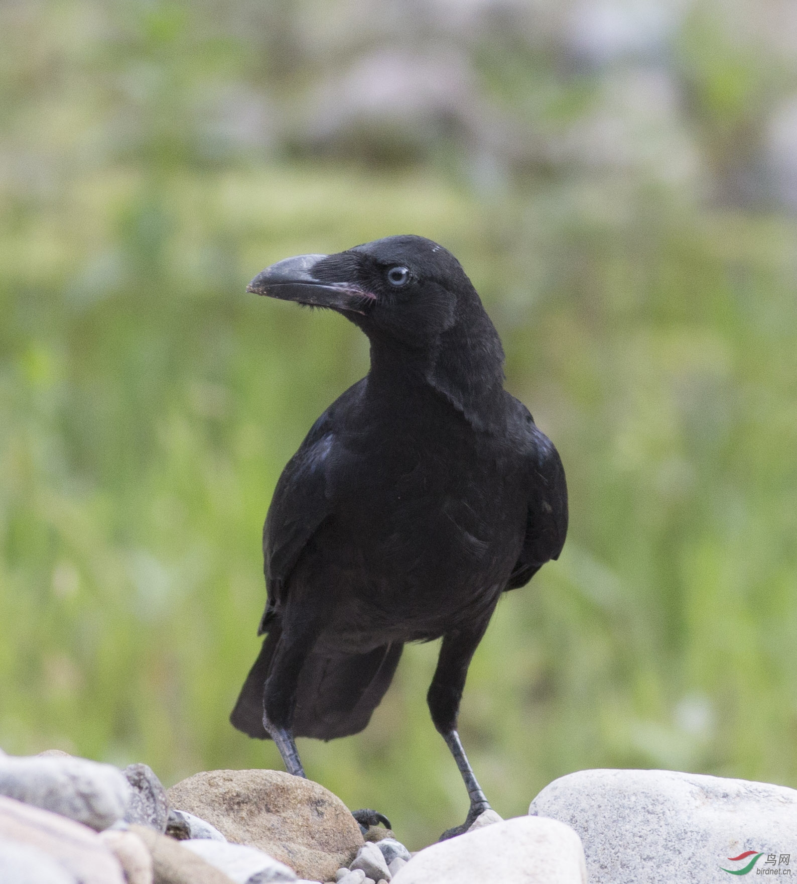 上一只白眼乌鸦请各位老师指教! - 山西版 shanxi 鸟网