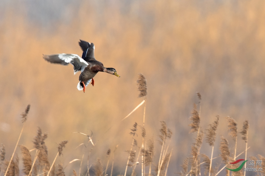 芦苇荡里野鸭飞 - 河北版 hebei 鸟网
