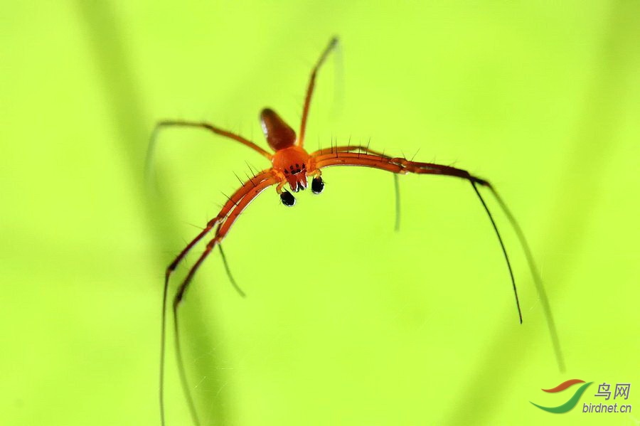 长脚红蜘蛛