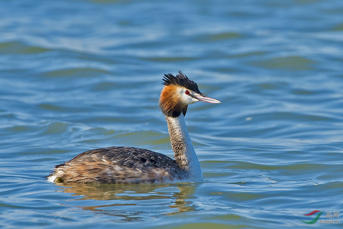 凤头鸊鷉 - 内蒙古版 neimenggu 鸟网
