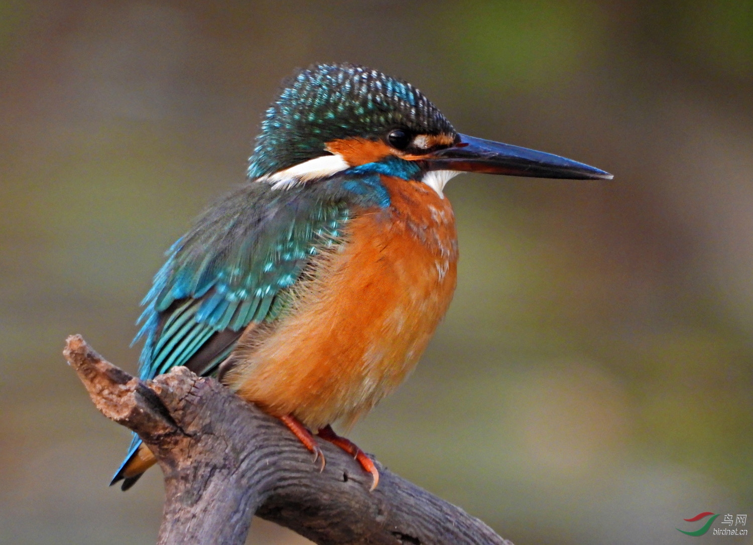 DSCN7109 ����2.jpg