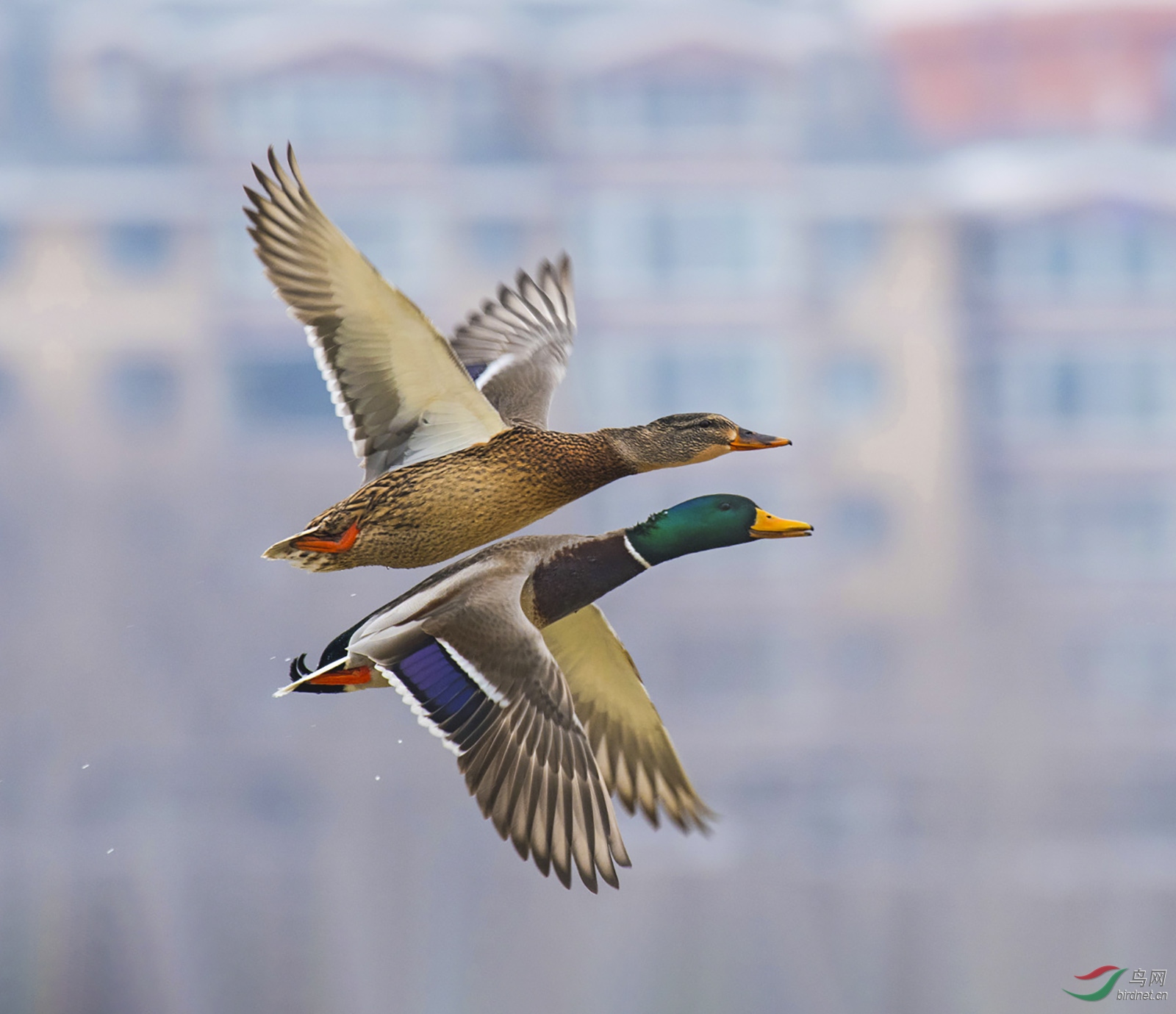 和谐之美(相恋绿头鸭)