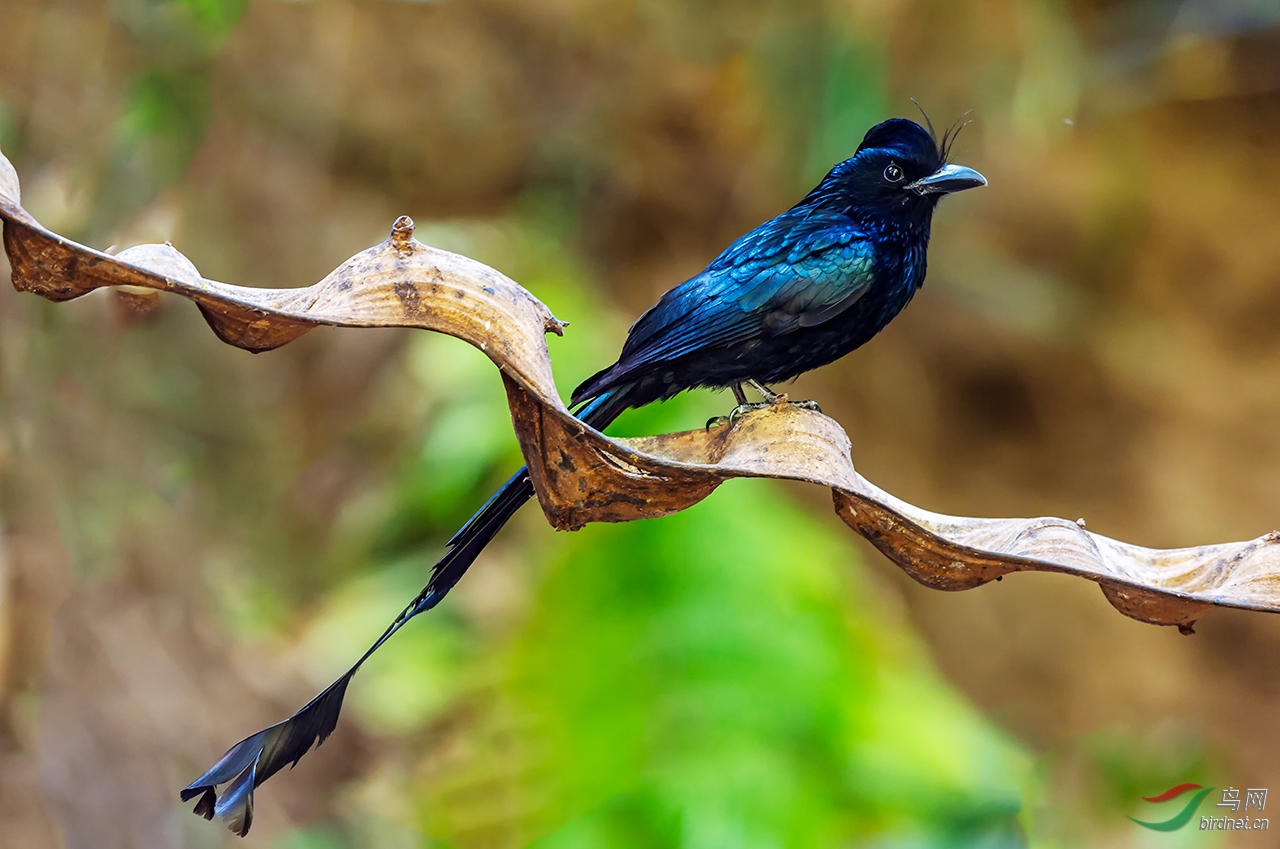 大盘尾 - 台湾版 taiwan 鸟网