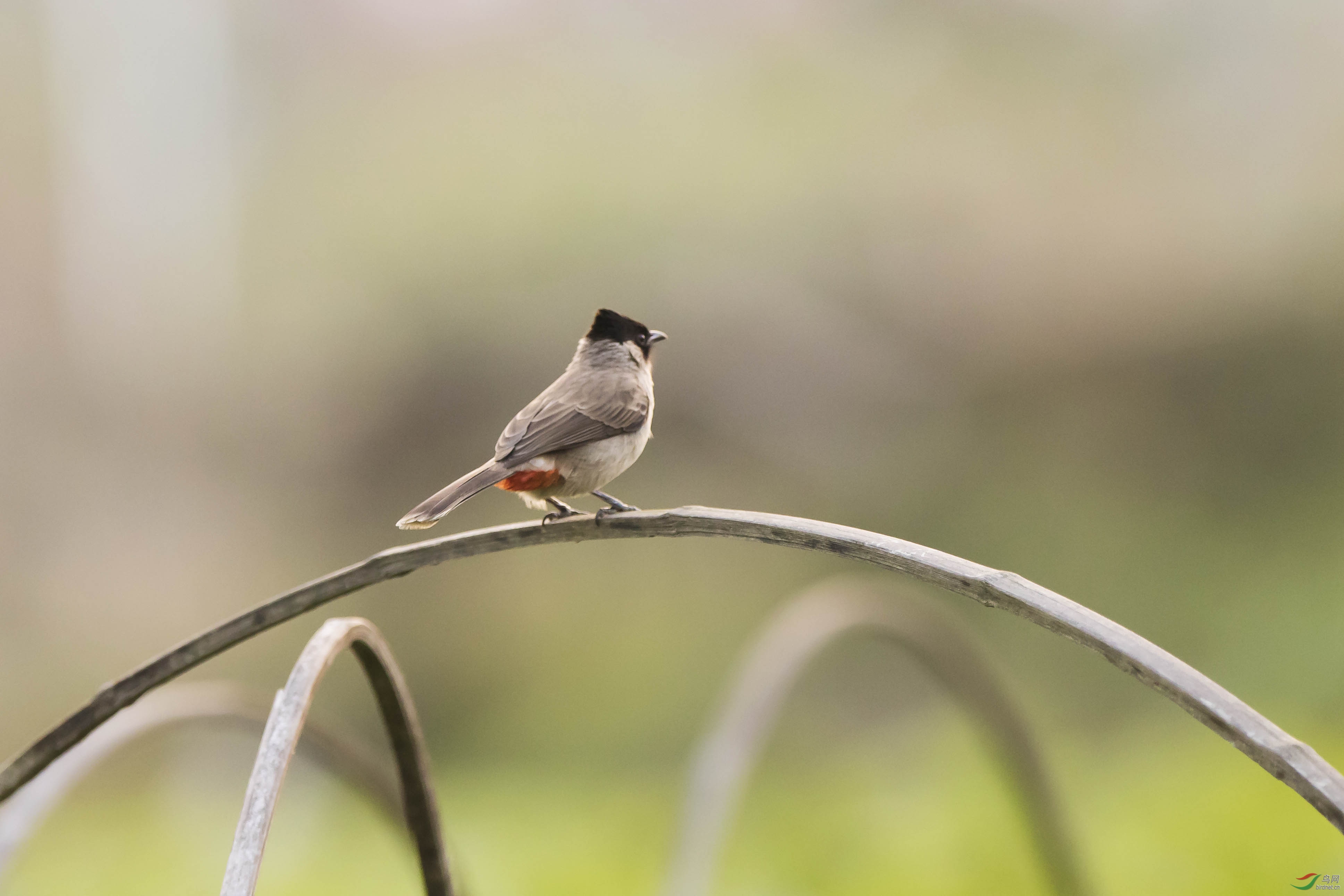 红臀鹎 - 野生动物风光版 鸟网