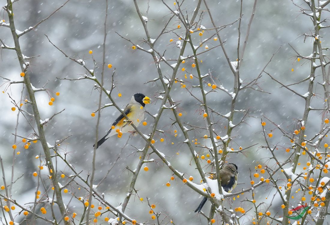 雪鸟图