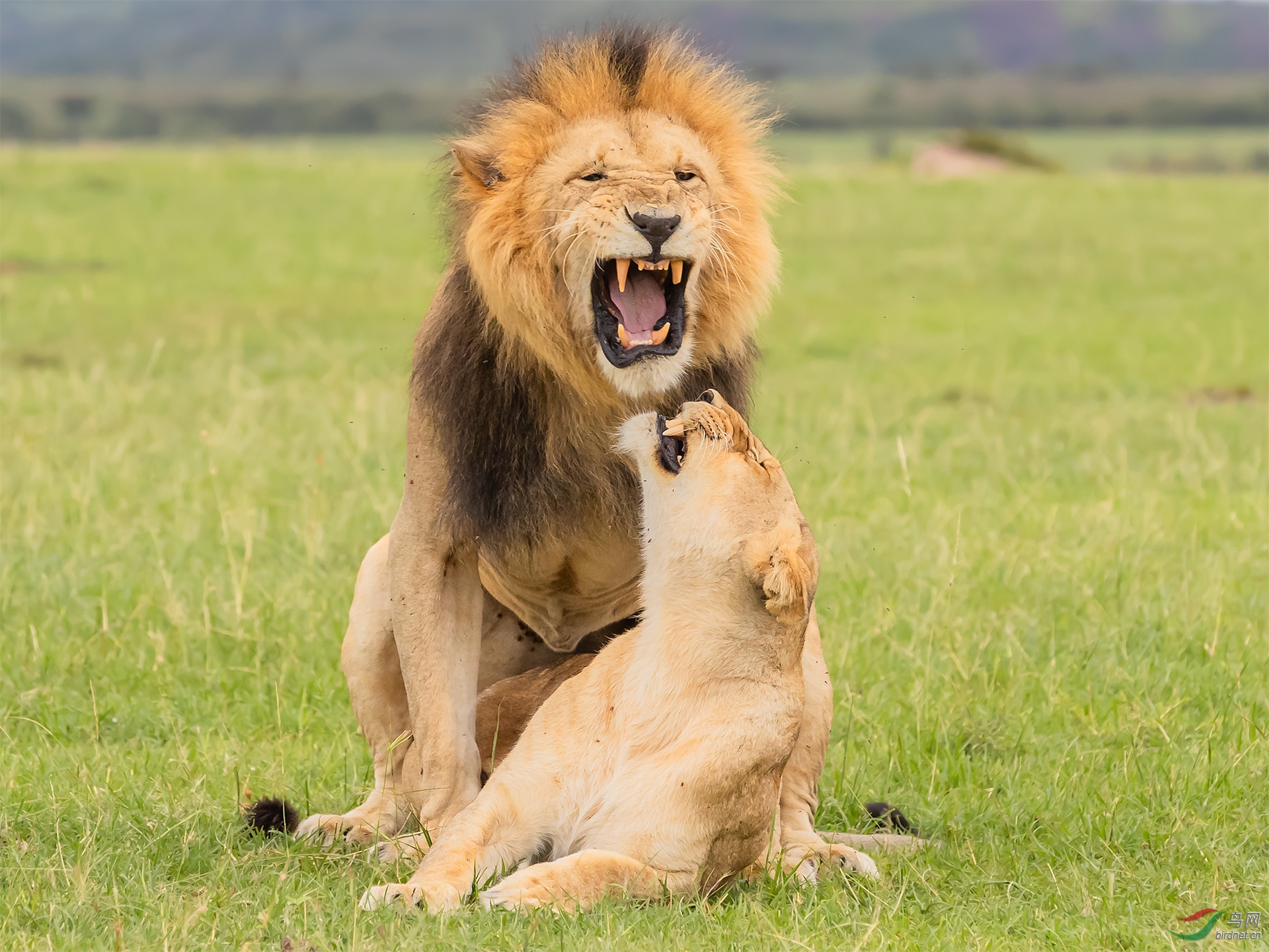 王与后 - 祝鸟友们新年快乐!(祝贺佳作获首页精华!